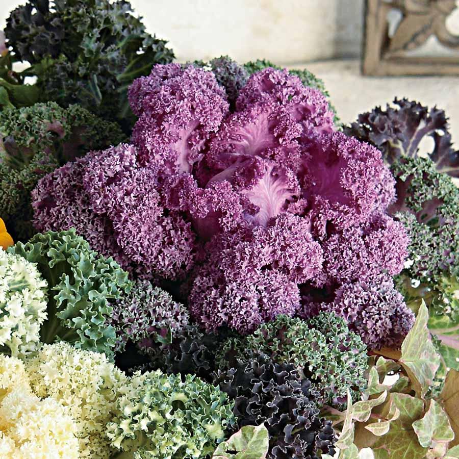 Kale Yokohama Red - View 6 from www redcrocus com