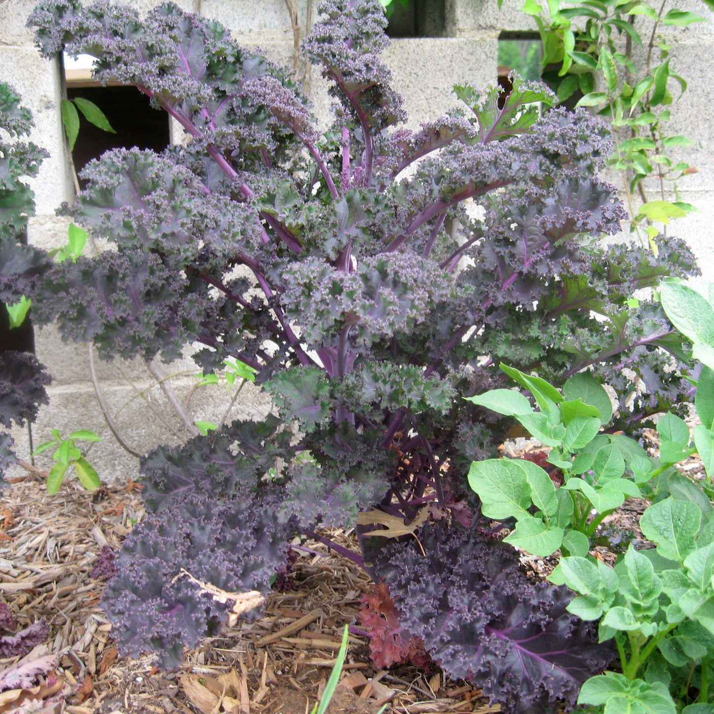 Kale Yokohama Red - View 7 from www redcrocus com