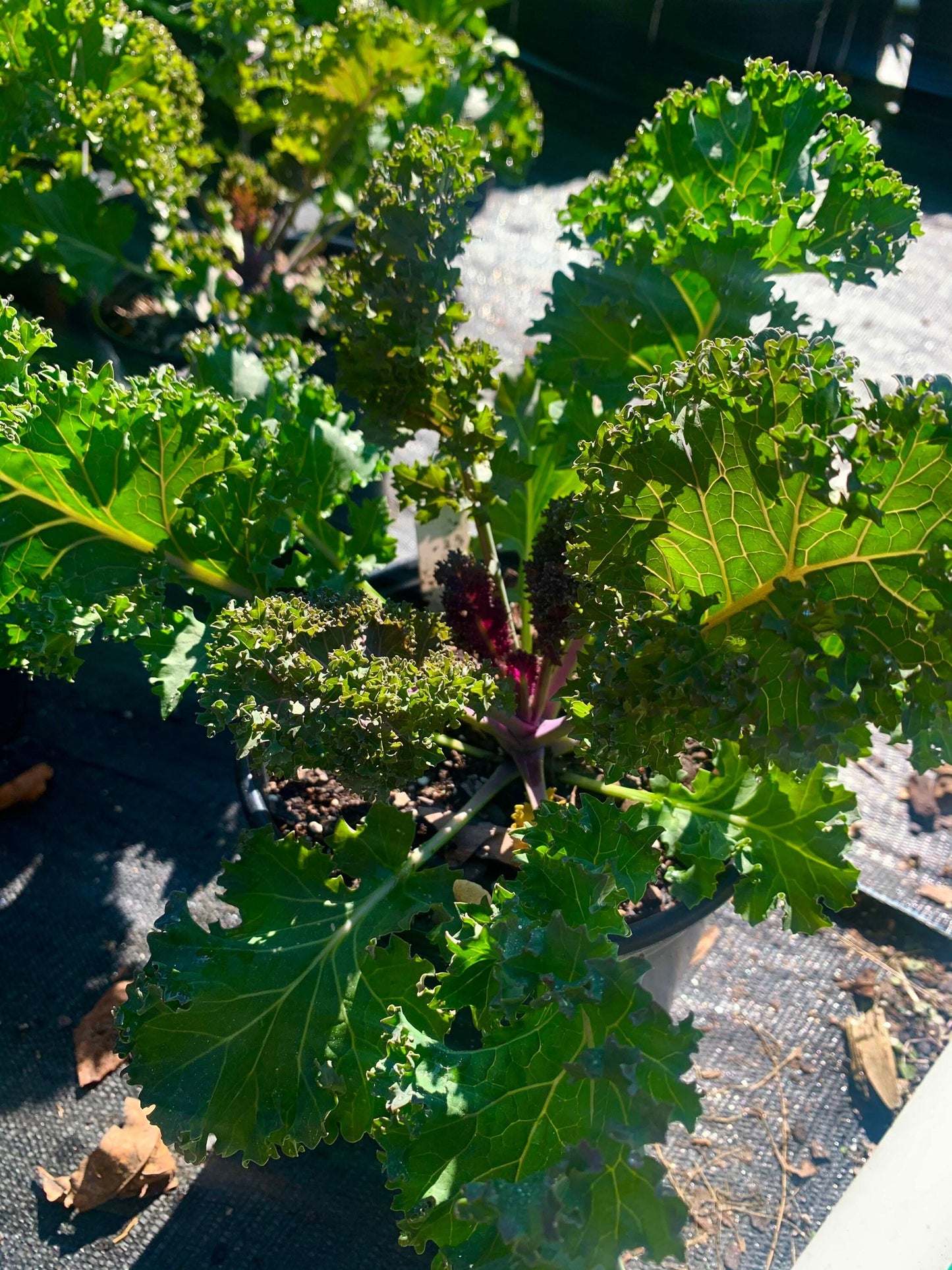 Kale Yokohama Red - View 8 from www redcrocus com