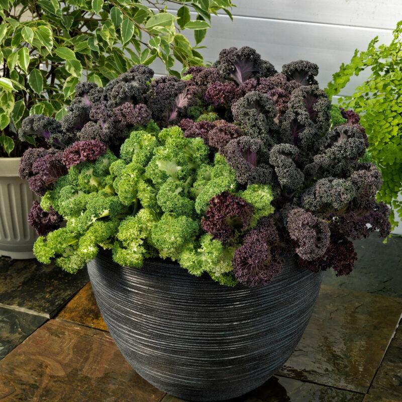 Kale Yokohama Red - View 9 from www redcrocus com