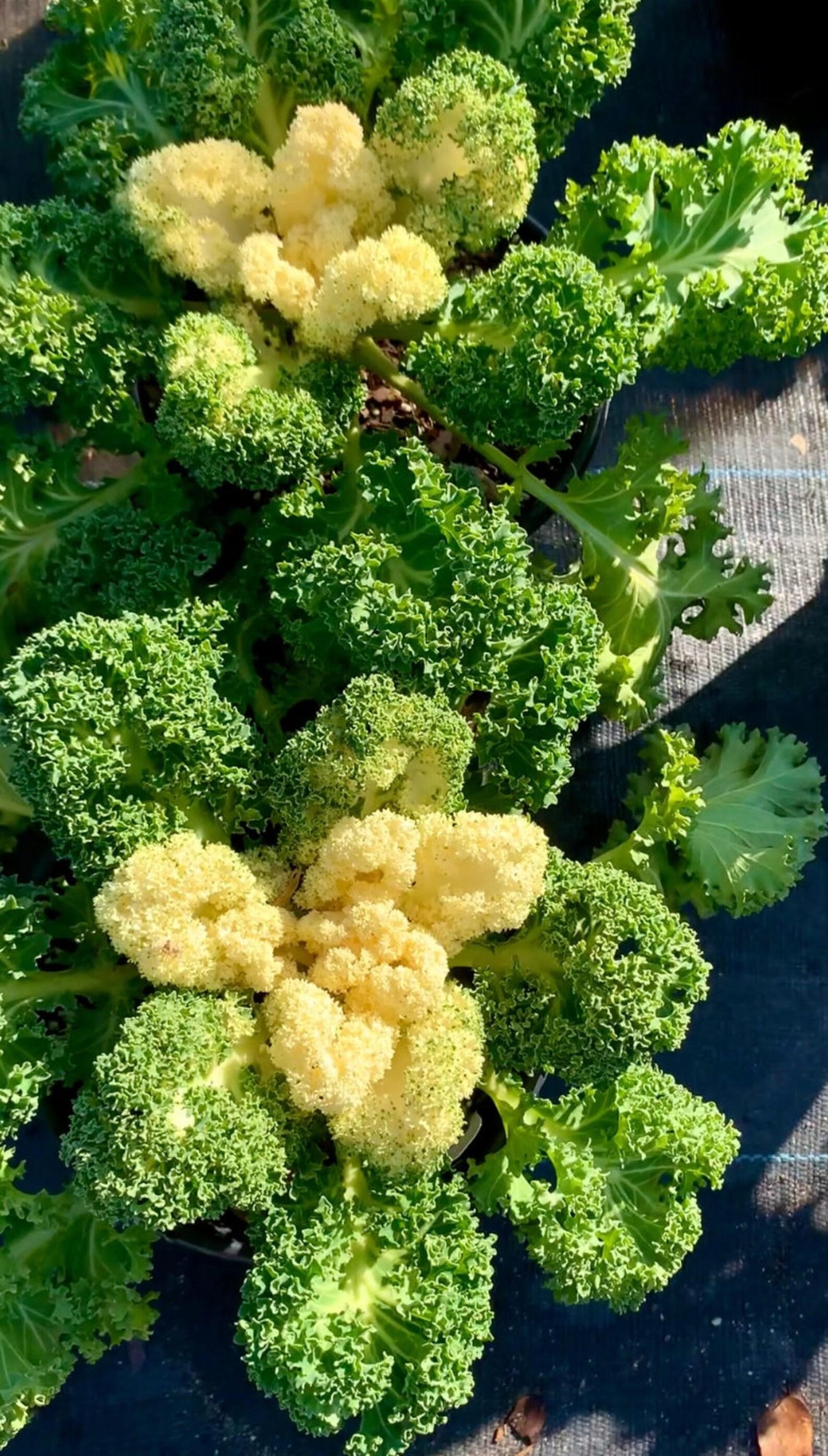 Kale Yokohama White - View 10 from www redcrocus com