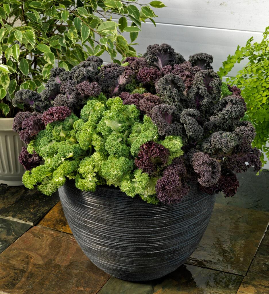 Kale Yokohama White - View 11 from www redcrocus com