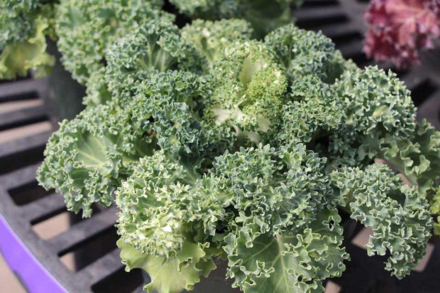 Kale Yokohama White - View 12 from www redcrocus com