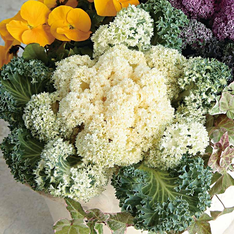 Kale Yokohama White - View 13 from www redcrocus com