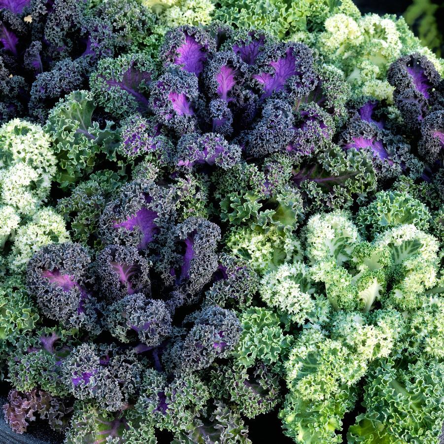 Kale Yokohama White - View 14 from www redcrocus com