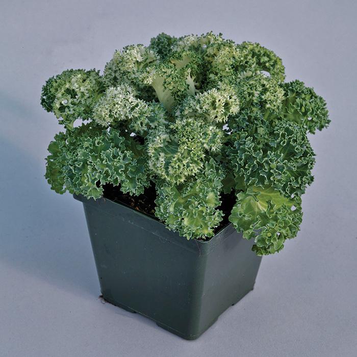 Kale Yokohama White - View 2 from www redcrocus com