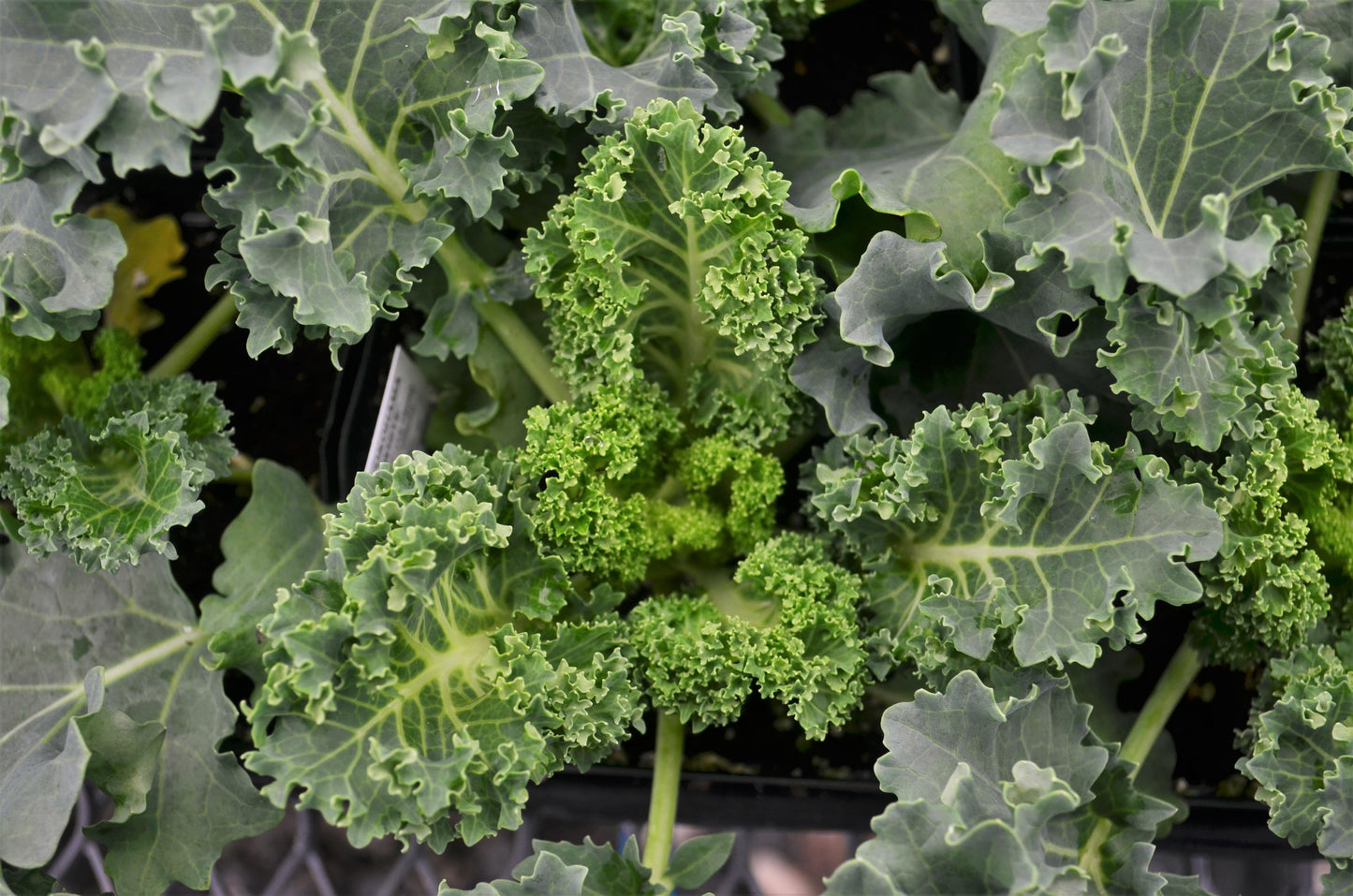 Kale Yokohama White - View 3 from www redcrocus com