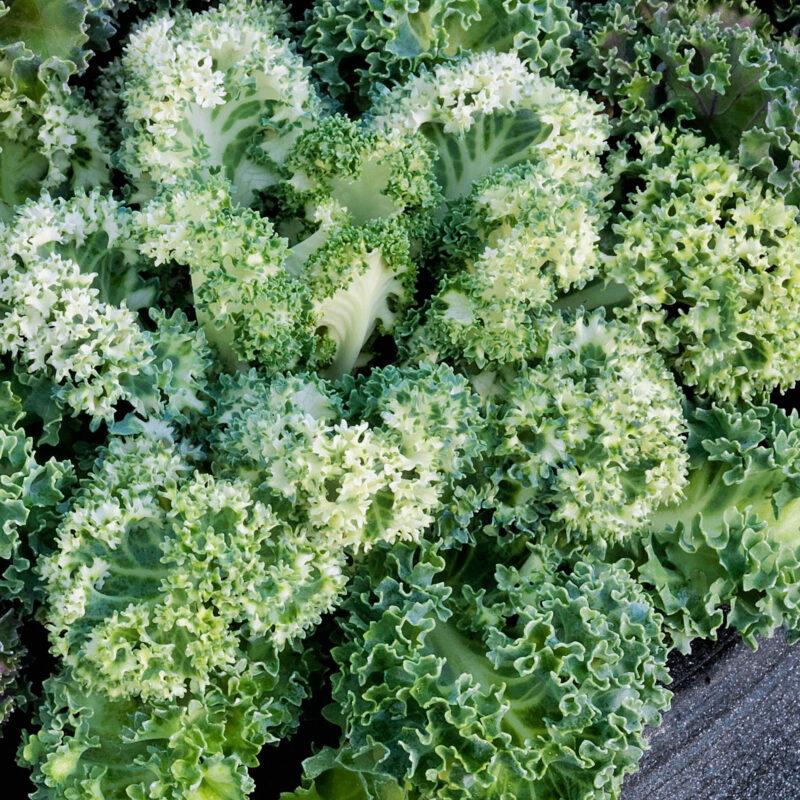 Kale Yokohama White - View 4 from www redcrocus com