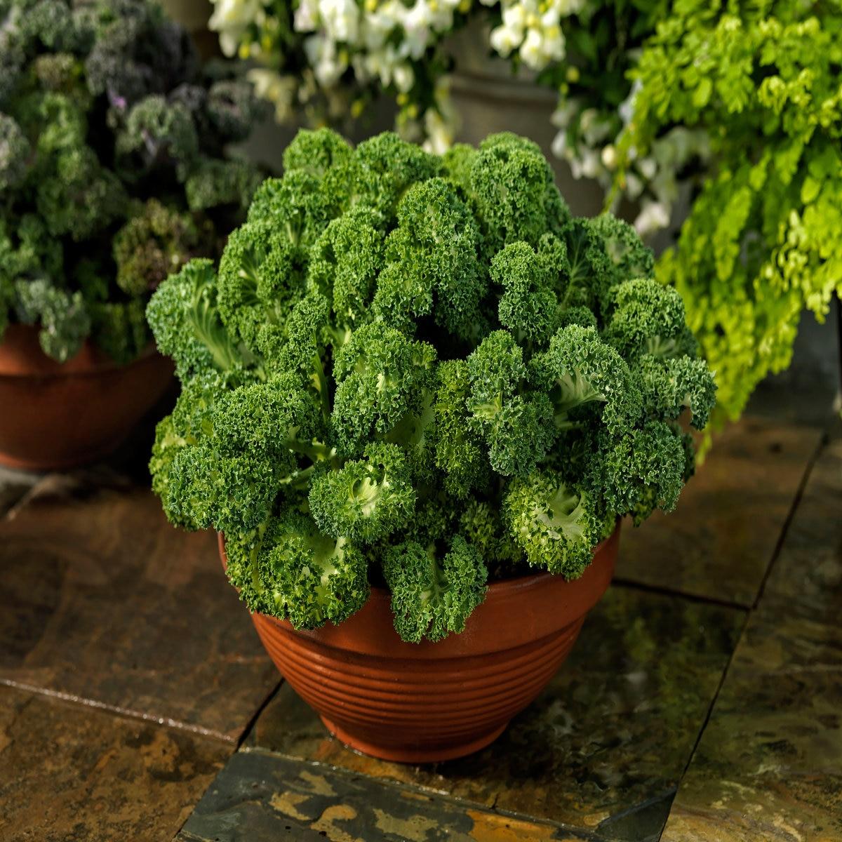 Kale Yokohama White - View 8 from www redcrocus com
