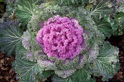 Kale Kamome Pink - View 10 from www redcrocus com