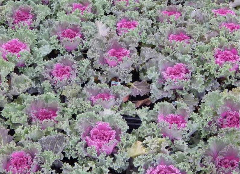 Kale Kamome Pink - View 12 from www redcrocus com