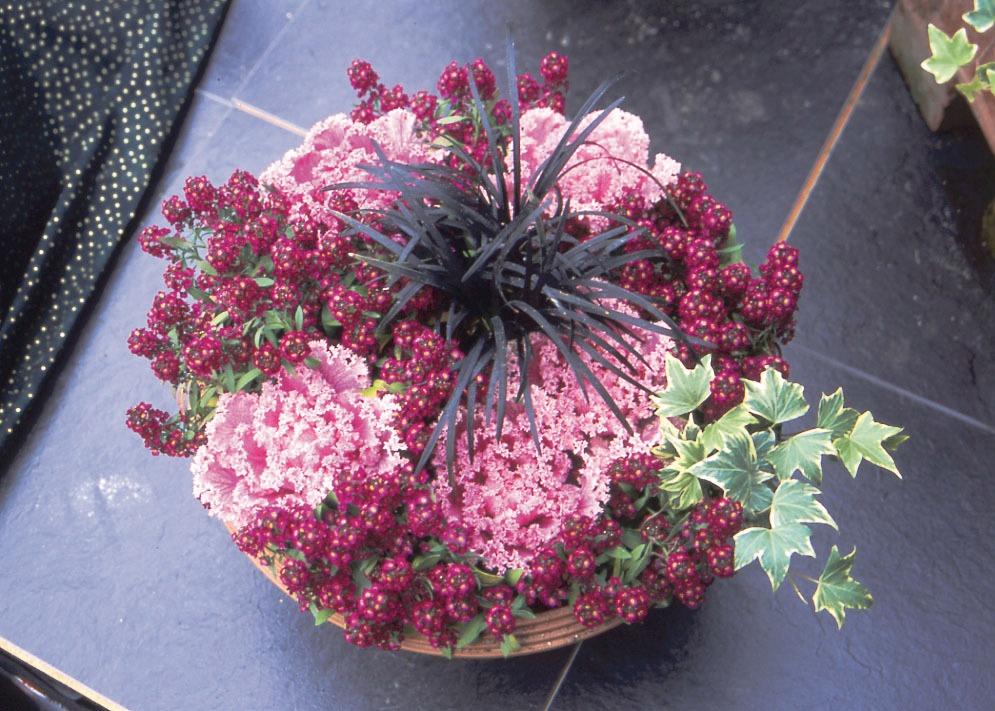 Kale Kamome Pink - View 13 from www redcrocus com