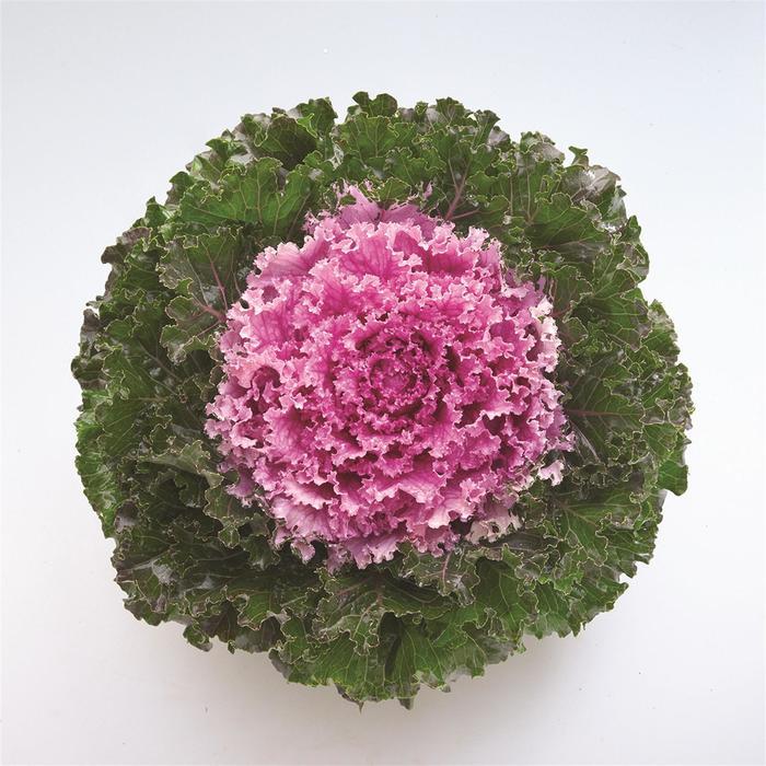 Kale Kamome Pink - View 14 from www redcrocus com