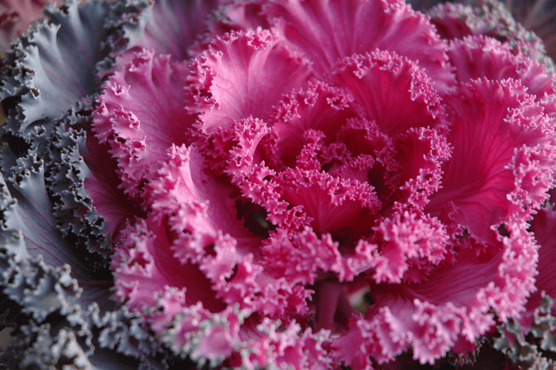 Kale Kamome Pink - View 16 from www redcrocus com
