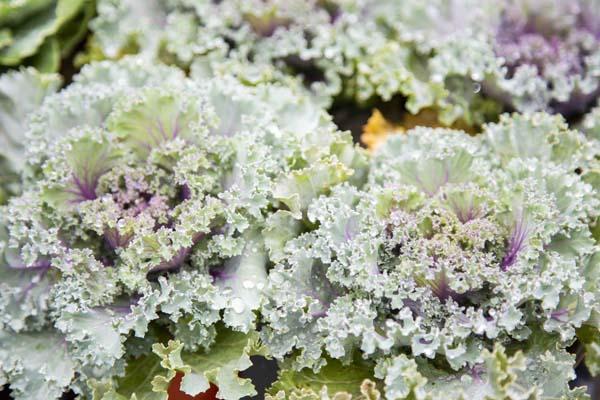 Kale Kamome Pink - View 17 from www redcrocus com