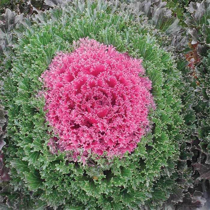Kale Kamome Pink - View 19 from www redcrocus com