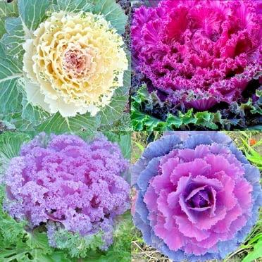 Kale Kamome Pink - View 20 from www redcrocus com