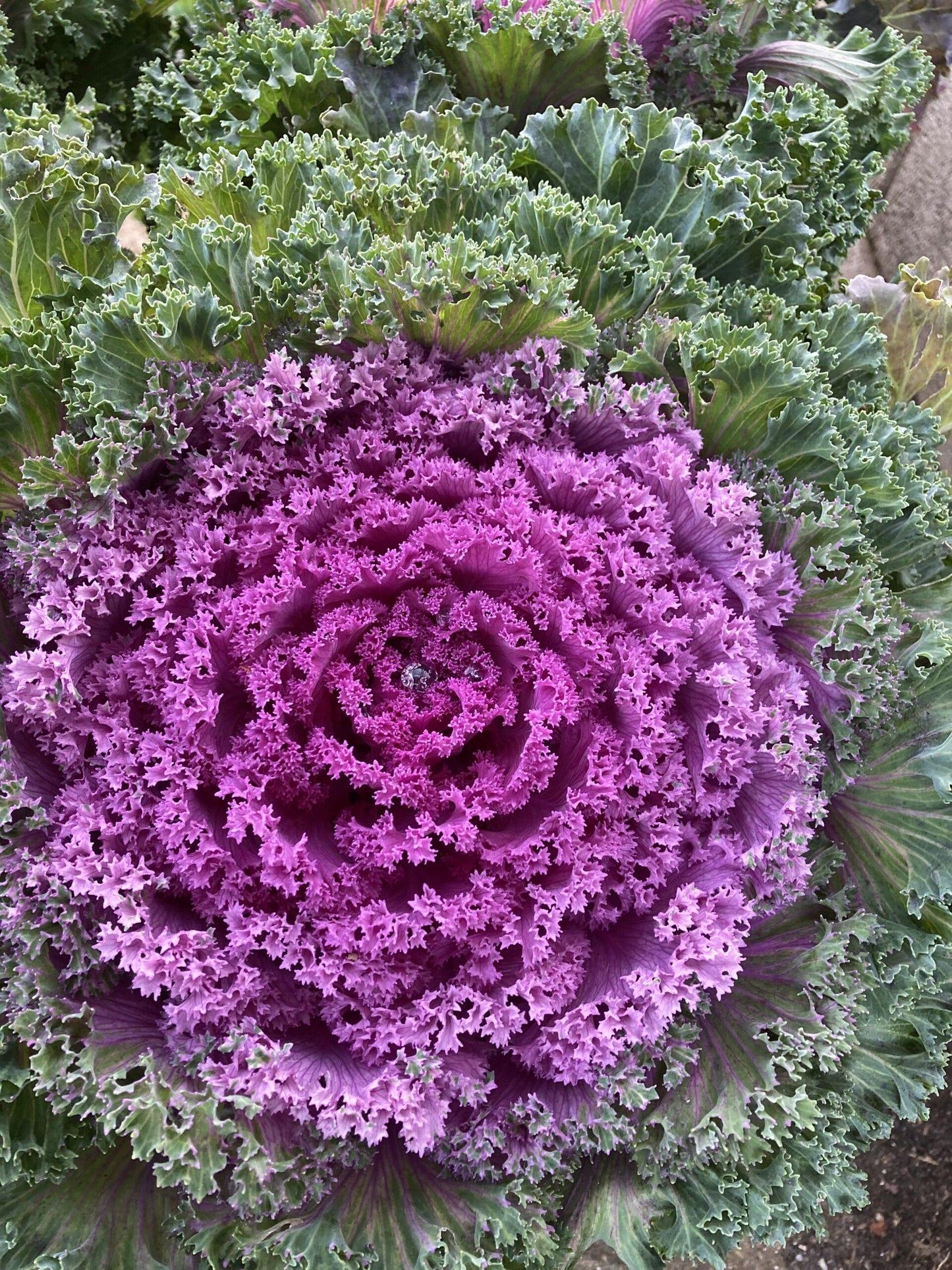 Kale Kamome Pink - View 2 from www redcrocus com