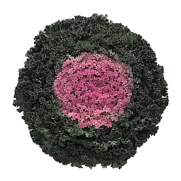 Kale Kamome Pink - View 4 from www redcrocus com