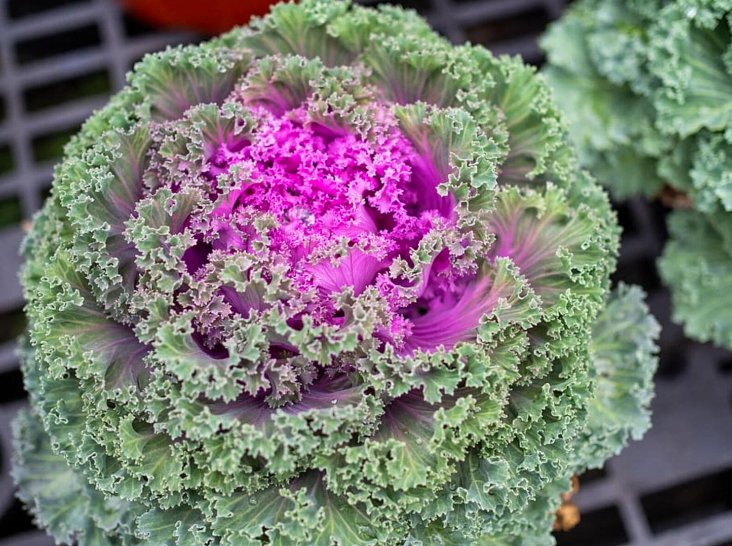 Kale Kamome Pink - View 5 from www redcrocus com