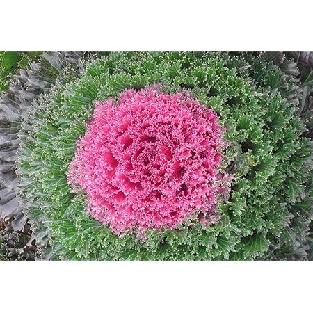 Kale Kamome Pink - View 6 from www redcrocus com