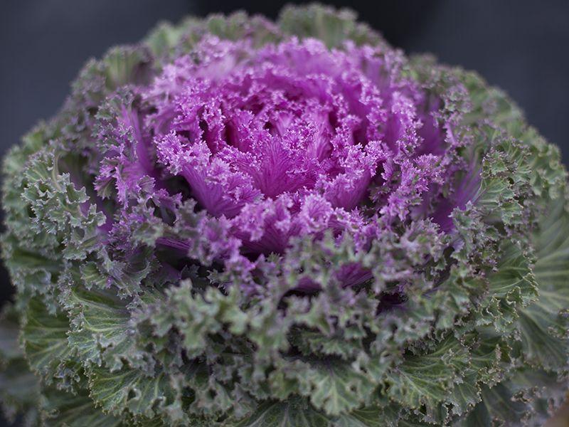 Kale Kamome Pink - View 8 from www redcrocus com