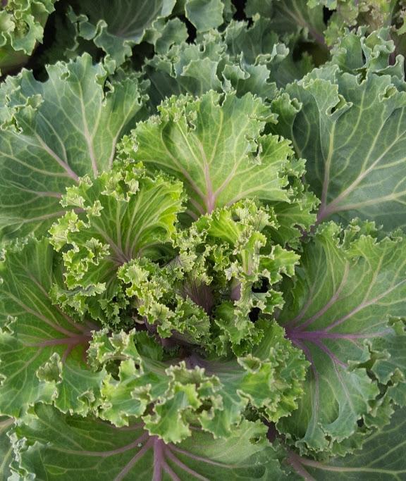 Kale Kamome Pink - View 9 from www redcrocus com