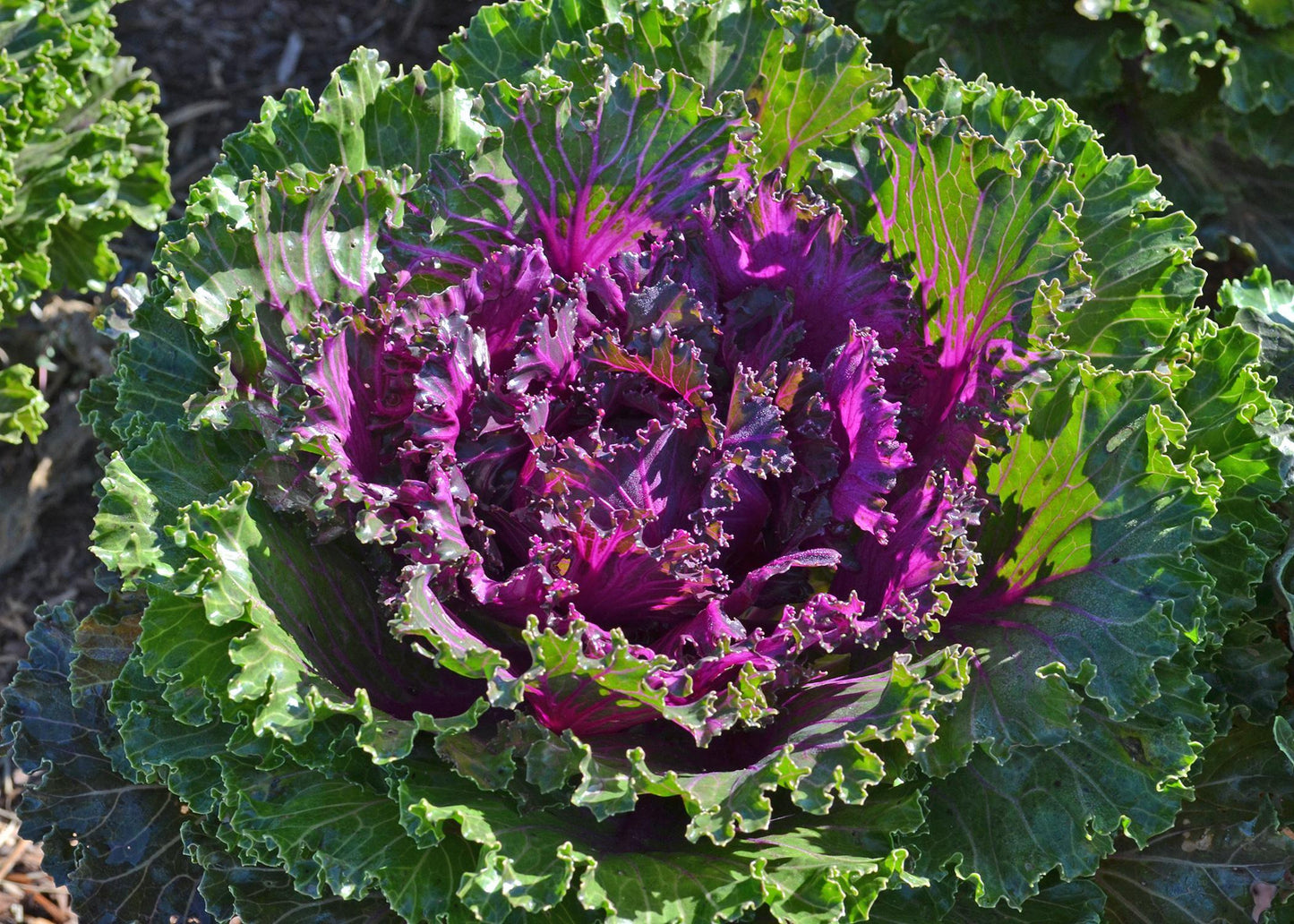 Kale Crystal Red - View 10 from www redcrocus com