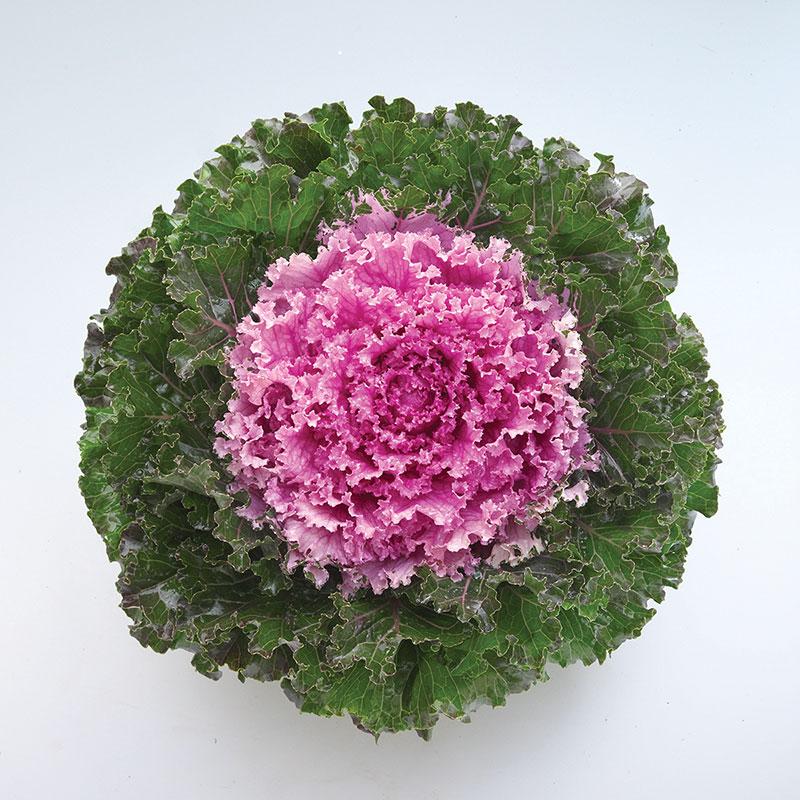 Kale Crystal Red - View 11 from www redcrocus com