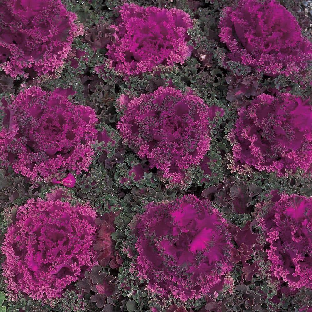 Kale Crystal Red - View 13 from www redcrocus com