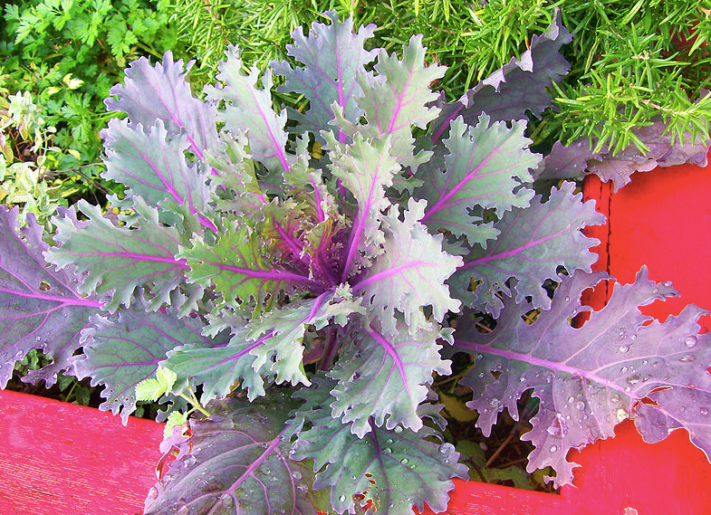 Kale Crystal Red - View 15 from www redcrocus com