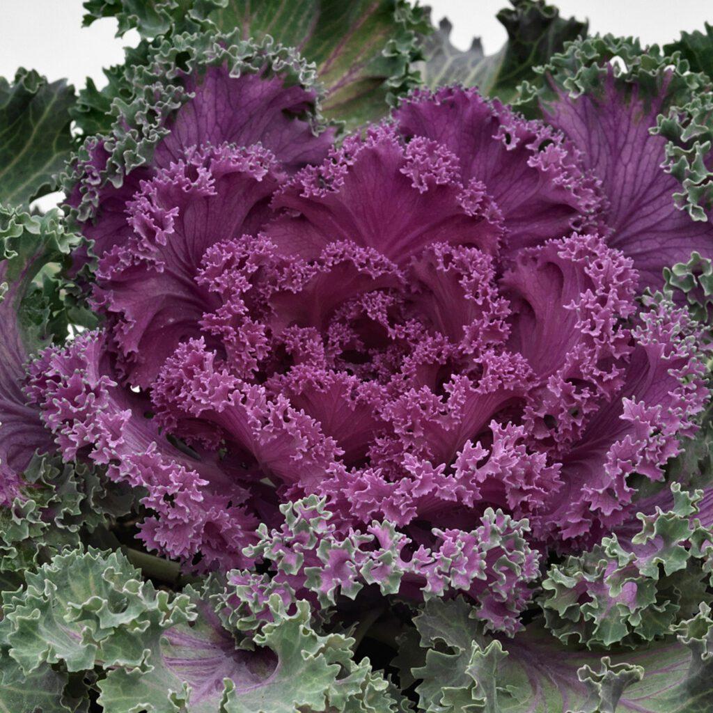 Kale Crystal Red - View 16 from www redcrocus com
