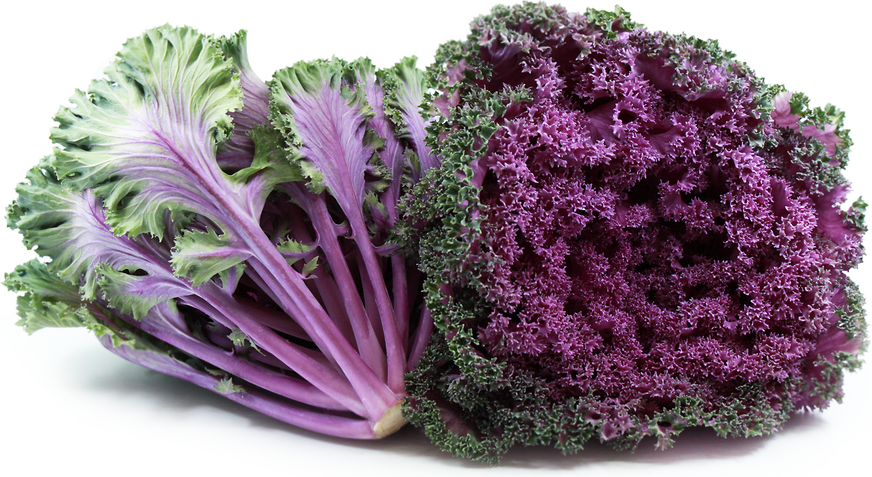 Kale Crystal Red - View 17 from www redcrocus com