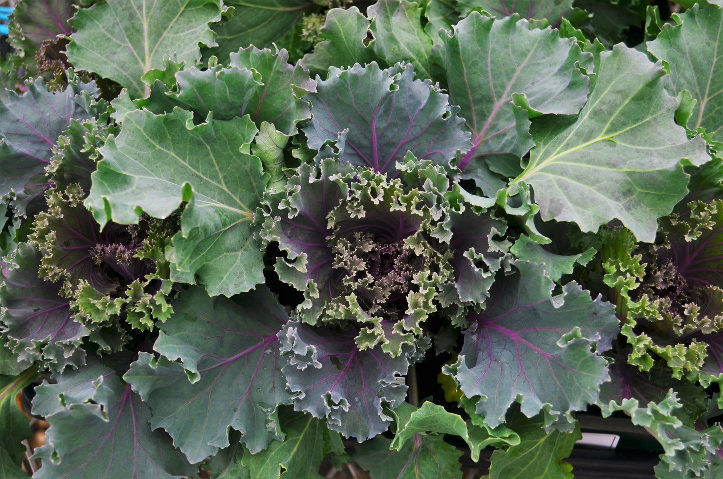 Kale Crystal Red - View 19 from www redcrocus com