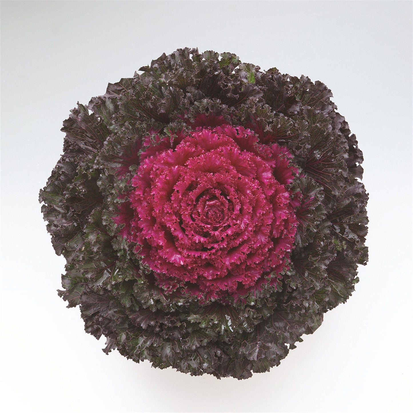 Kale Crystal Red - View 2 from www redcrocus com