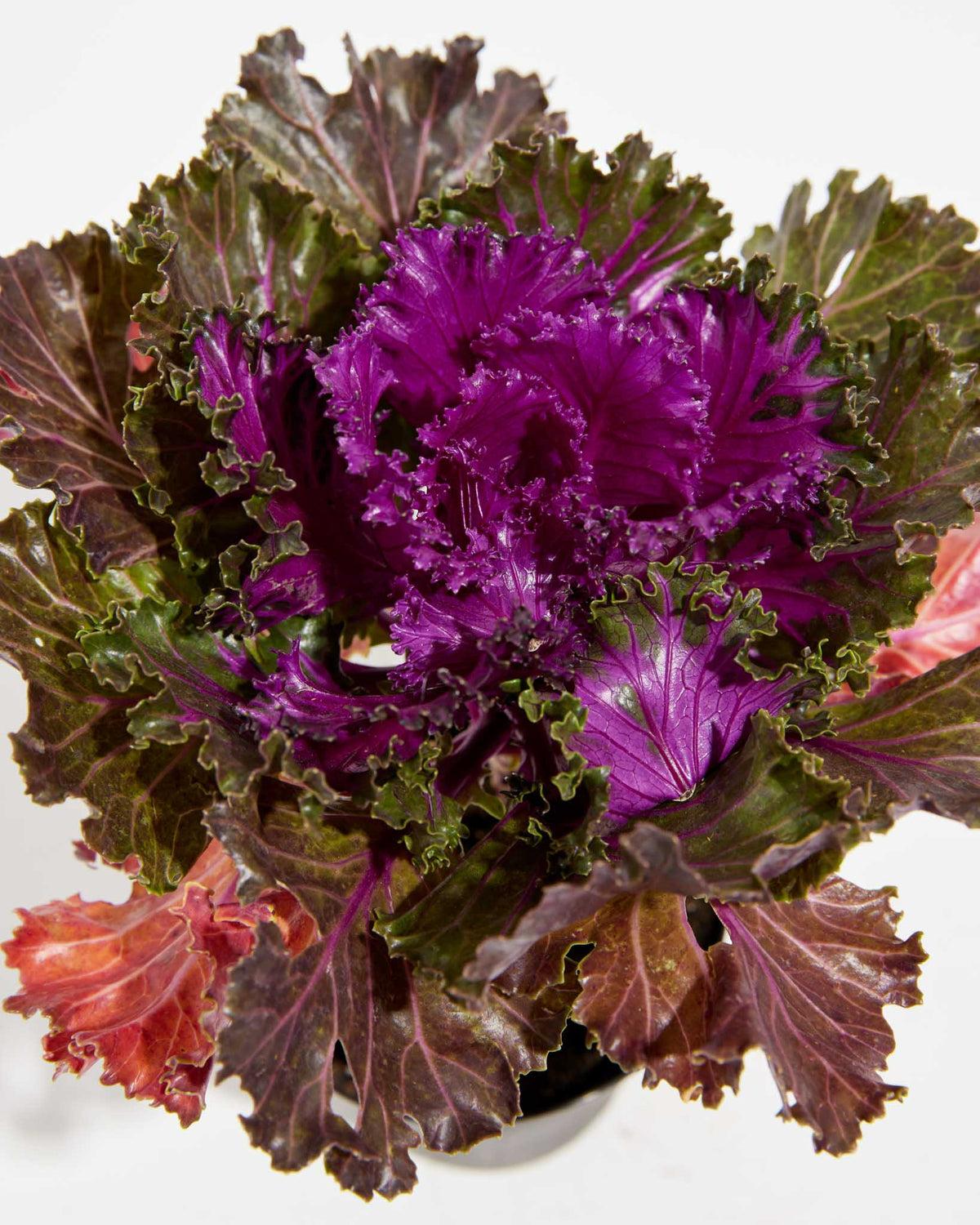 Kale Crystal Red - View 3 from www redcrocus com