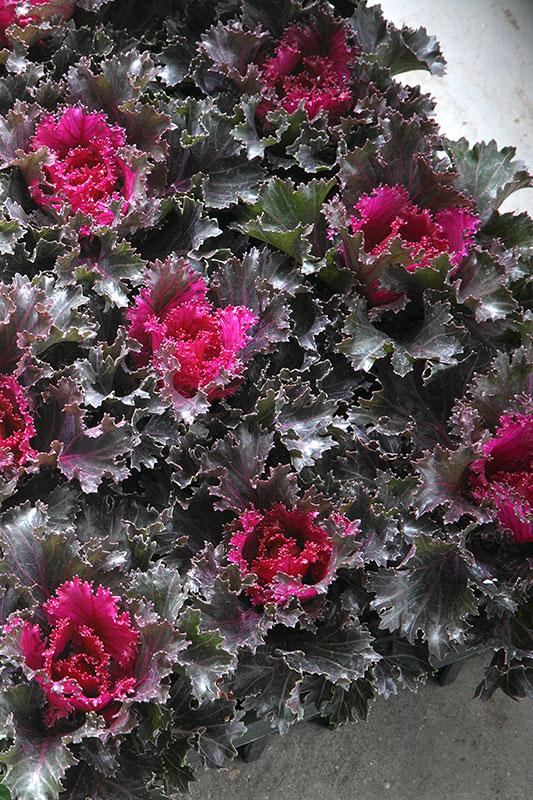 Kale Crystal Red - View 4 from www redcrocus com