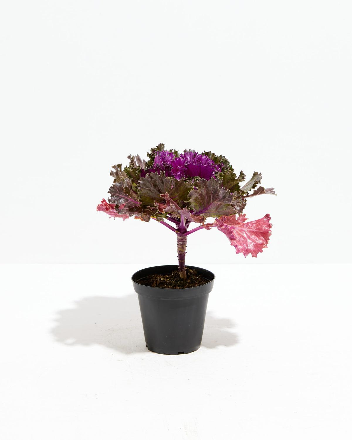 Kale Crystal Red - View 5 from www redcrocus com