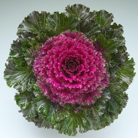 Kale Crystal Red - View 7 from www redcrocus com