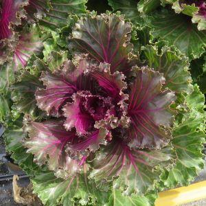 Kale Crystal Red - View 8 from www redcrocus com