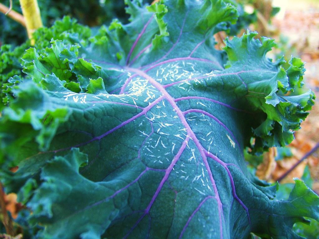Kale Crystal Snow - View 13 from www redcrocus com