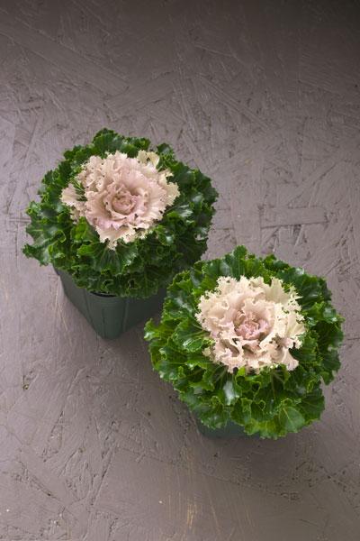 Kale Crystal Snow - View 14 from www redcrocus com
