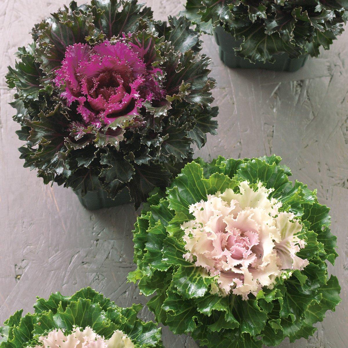 Kale Crystal Snow - View 16 from www redcrocus com
