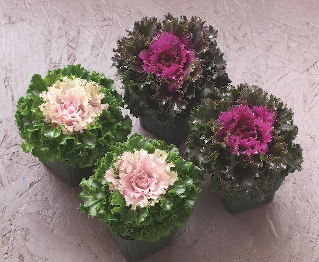 Kale Crystal Snow - View 2 from www redcrocus com