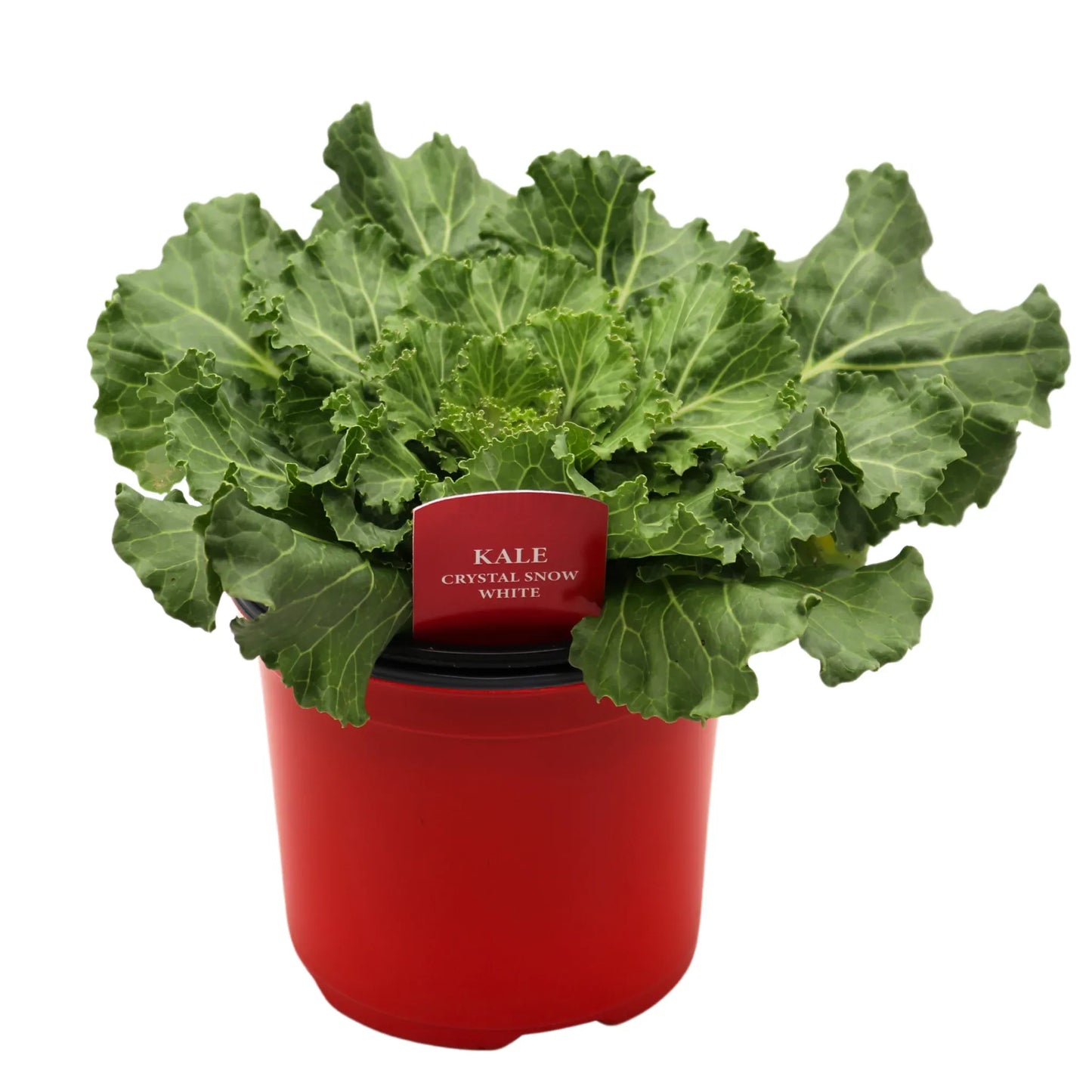 Kale Crystal Snow - View 3 from www redcrocus com