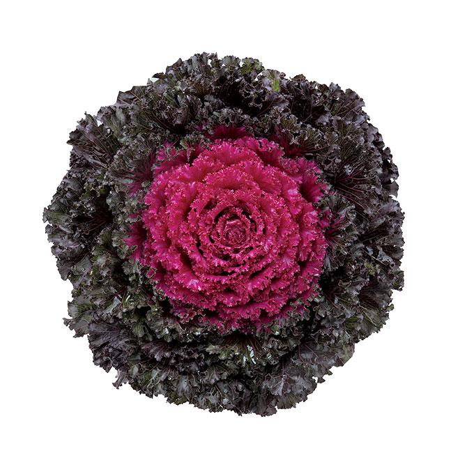 Kale Crystal Snow - View 5 from www redcrocus com