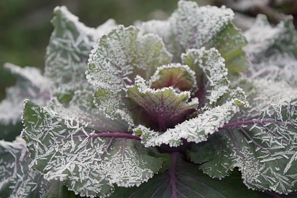 Kale Crystal Snow - View 7 from www redcrocus com