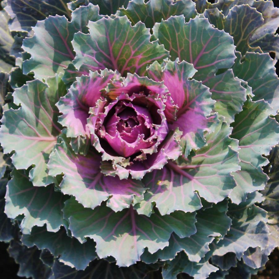Cabbage Osaka Iq Pink Bicolor - View 13 from www redcrocus com