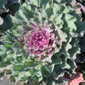 Cabbage Osaka Iq Pink Bicolor - View 16 from www redcrocus com