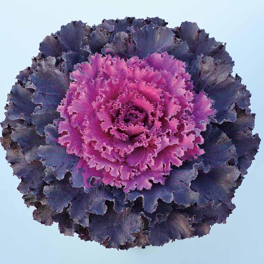 Cabbage Osaka Iq Pink Bicolor - View 17 from www redcrocus com